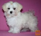 Maltezer i coton de tulear stenci na prodaju