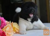 Akita inu i aljaski malamut stenci na prodaju