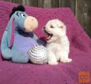 Maltezer i coton de tulear stenci na prodaju