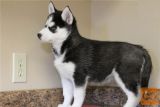 Sibirski Husky mladiči