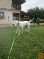 Argentinska doga