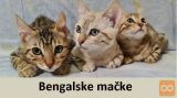 Bengalske mačke sa papirima
