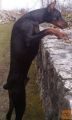 Mladiči Doberman