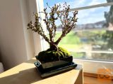 Bonsai Barberries (6 - 8 let)