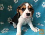 Beagle puppies for sale Stunning