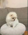 POMERANIANS PUPPY FOR SALE