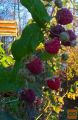 maline in ostale sadike