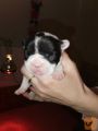 Francuski buldog