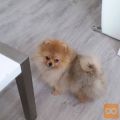 POMERANIANS FOR ADOPTION