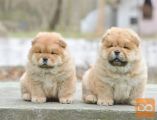 KINDLY CHOW CHOW PUPPY AVAILABLE