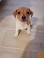 jack russel terier