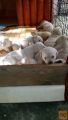 Labrador retriver
