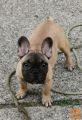 Francuski buldog