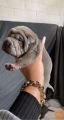 Osupljivi ljubitelji psov, registrirani Shar Peis
