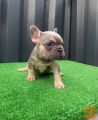 A beautiful French bulldog, ready for his new home