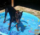 Doberman 12 mesecev