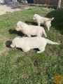 Beli švajcarski ovčar štenci