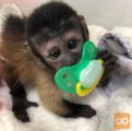 Očarljive kapucinske opice na voljo za prodajo