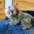 Marmoset monkeys for adoption