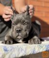 Cane Corso Kane Korso TOP KVALITET