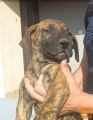 Presa Canario štenci