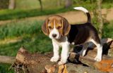 Beagle mladički za posvojitev