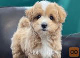 Maltipoo i Toy pudle