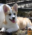 Velski korgi/Welsh Corgi Pembroke