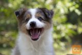 Border koli-Border collie štenad