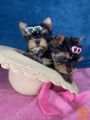 Yorkshire Terrier štenci