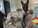 Mladički belgijskega malinoisa