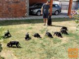 Doberman stenci