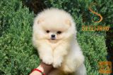 Pomeranac Boo štenci