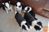 Border Collie štenci