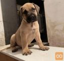 Južnoafrički mastif Boerboel štenci