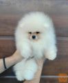 Pomeranac prelepi stenci
