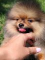 Pomeranac prelepi stenci