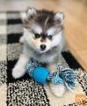 Pomskyjevi mladički