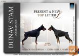 Doberman prelepi stenci
