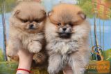 Pomeranac BOO medvedići, Pomeranski Špic štenci