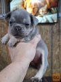 Francuski buldog exotic