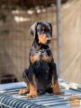 Prodaju se prelepi štenci dobermana, stari 3 meseca