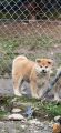 AKITA INU-Japanese Akita-Puppies with FCI papers
